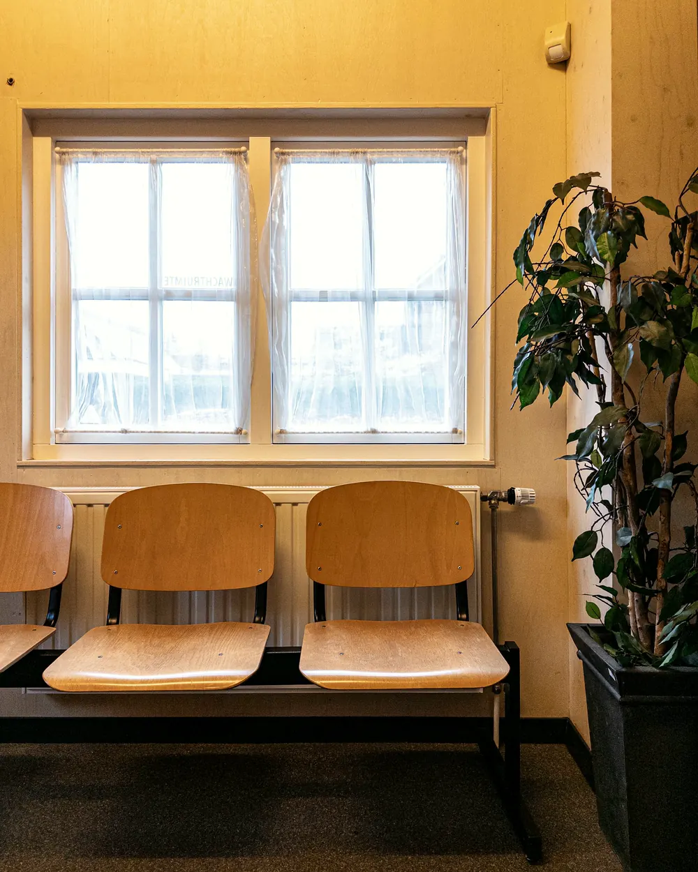 Zwei Holzstühle vor einem Fenster mit Sprossen, daneben eine große Pflanze